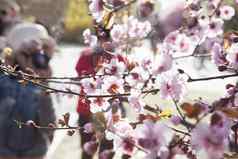 关闭樱桃花朵分支人采取照片背景春天北京