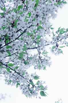 樱桃开花树分支机构天空在户外北京