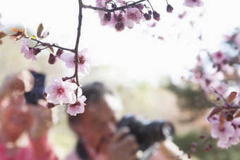 关闭樱桃花朵分支人采取照片背景春天北京