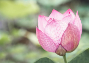 特写镜头粉红色的莲花花湖中国