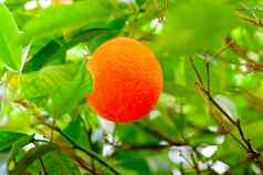 成熟的橙子挂分支橙色树格罗夫