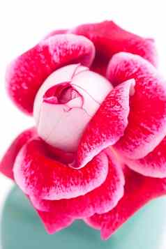 不寻常的美丽的红色的玫瑰花瓶
