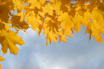 斯堪的那维亚生活方式黄色的秋天枫木叶子
