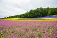色彩斑斓的花开花花园日本