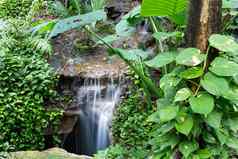 和平热带雨林瀑布