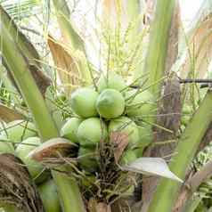椰子树绿色叶子椰子