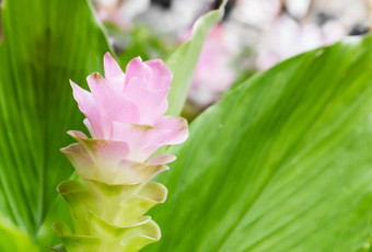 暹罗郁金香<strong>花</strong>Curcuma<strong>苜蓿</strong>