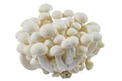 山毛榉蘑菇白色Shimeji蘑菇白色