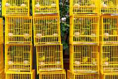 鸟市场在香港香港