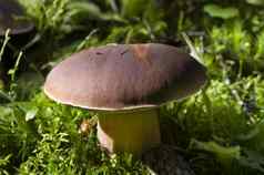 口袋蘑菇日益增长的秋天森林牛肝菌属