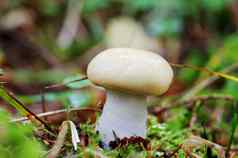 新鲜的自然可食用的蘑菇秋天森林