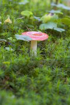 野生蘑菇森林地面