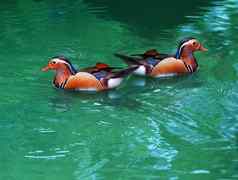 女普通话鸭浮动清晰的水
