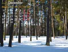 日历12月图片冬天森林