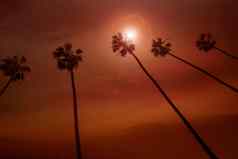 加州棕榈树日落色彩斑斓的天空