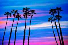 加州棕榈树日落色彩斑斓的天空