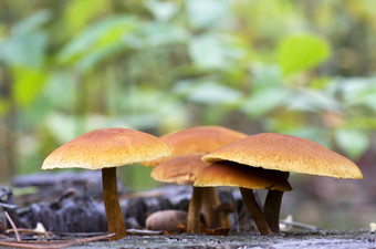 蘑菇日益增长的森林