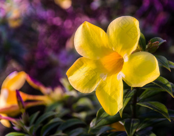 黄蔓美丽的黄色的花