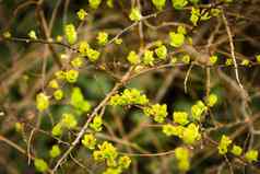 盛开的春天黄色的绿色叶子分支机构