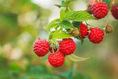 树莓树莓日益增长的有机浆果特写镜头