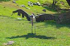马拉布鹳传播翅膀印第安纳波利斯动物园