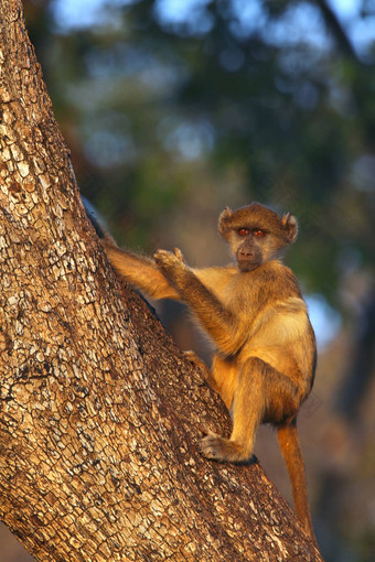 育肥猴子博茨瓦纳
