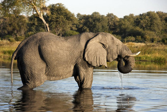 非洲大象学名Loxodonta非洲