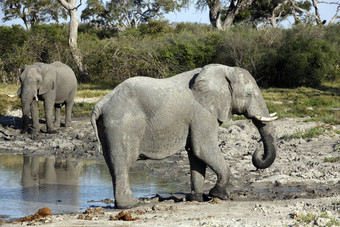 非洲大象喝水潭博茨瓦纳