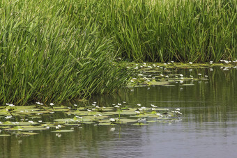 帕迪湿地景观图片