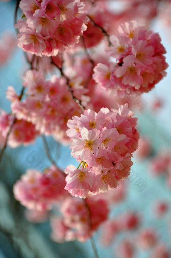 美丽的粉红色的春天花李属特里洛巴蓝色的天空引入