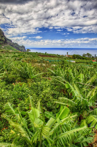 香蕉手掌种植园西北海岸tenerife加那利岛