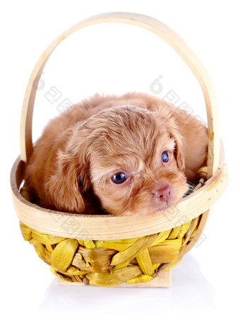 小狗装饰小狗黄色的篮子