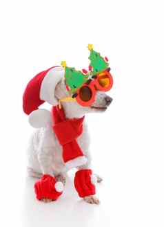 快乐狗圣诞节穿滑稽的眼镜圣诞老人他因为