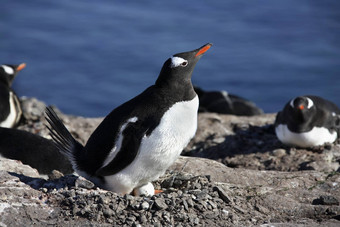 Gentoo企鹅殖民地南极洲