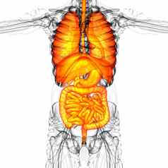 渲染医疗插图人类消化系统