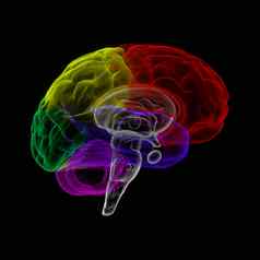 人类大脑x射线视图