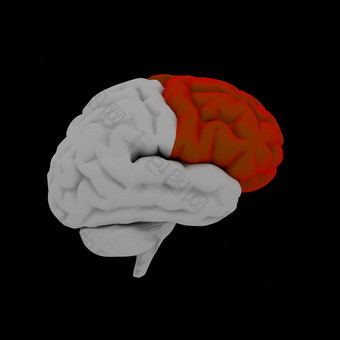 额叶人类大脑一边视图