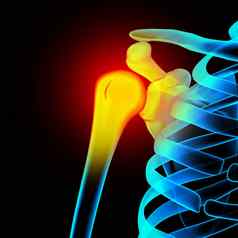 肩膀肩胛骨锁骨解剖学骨头