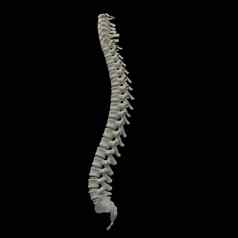 人类脊柱