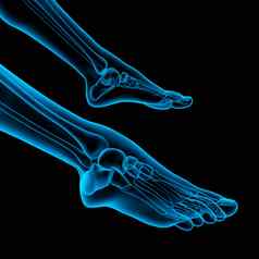 人类脚疼痛解剖学骨架脚