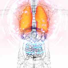 渲染医疗插图人类肺