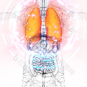 渲染医疗插图人类肺