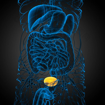 渲染医疗插图膀胱