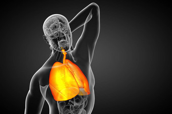 渲染医疗插图人类呼吸系统