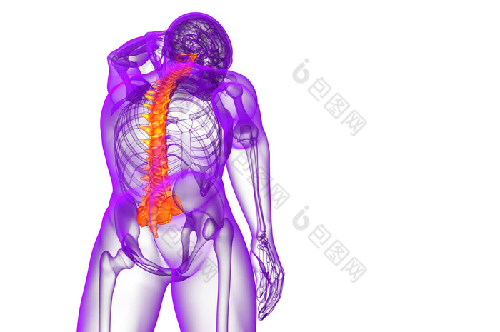渲染医疗插图人类脊柱