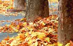 秋天叶子街黄色的秋天收获树