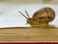 蜗牛爬行开放页面一本书