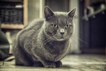 灰色的猫坐着地板上<strong>首页</strong>