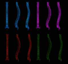呈现插图人类脊柱