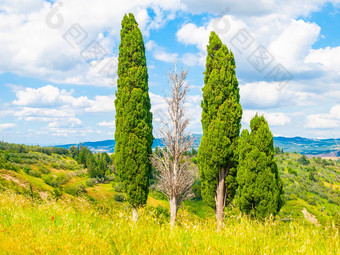 集团柏树树夏天景观托斯卡纳意大利
